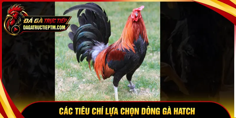 Các tiêu chí lựa chọn dòng gà Hatch đá tốt nhất