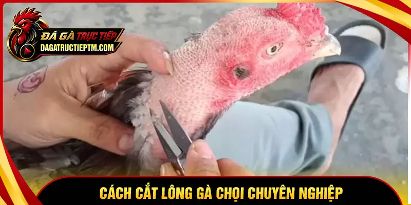 Cách cắt lông gà chọi chuyên nghiệp cho chiến kê