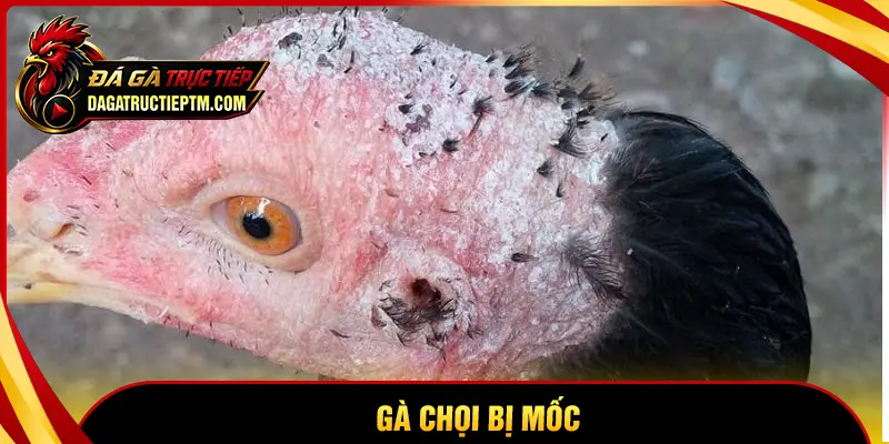 Gà chọi bị mốc - Nguyên nhân và cách thức xử lý hiệu quả cho sư kê