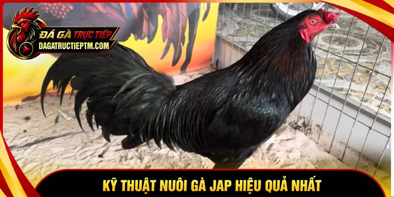 Kỹ thuật nuôi gà Jap hiệu quả mà sư kê nên biết