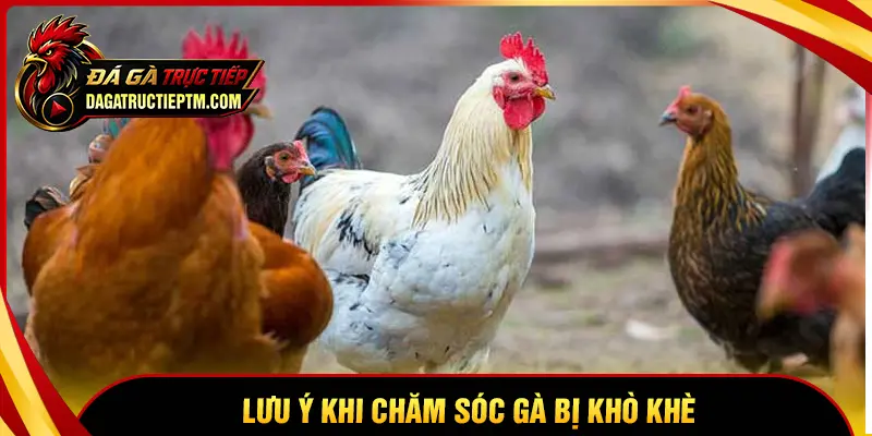 Lưu ý cần nắm khi chăm sóc gà bị khò khè