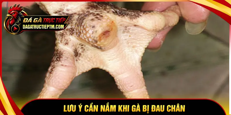 Lưu ý cần nắm khi chăm sóc gà chọi bị đau chân