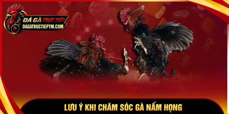 Lưu ý khi chăm sóc gà chọi bị nấm họng