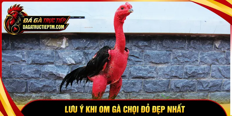 Lưu ý khi thực hiện cách om gà chọi đỏ đẹp