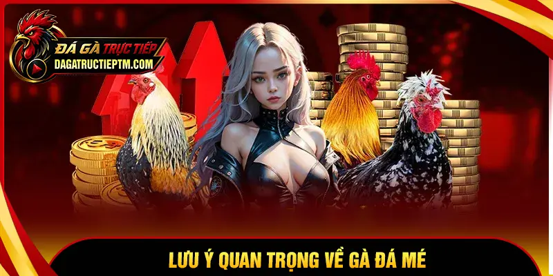 Lưu ý quan trọng khi đánh giá gà đá mé trong thi đấu