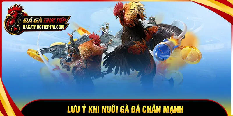 Lưu ý quan trọng khi nuôi gà đá chân lực hiện nay