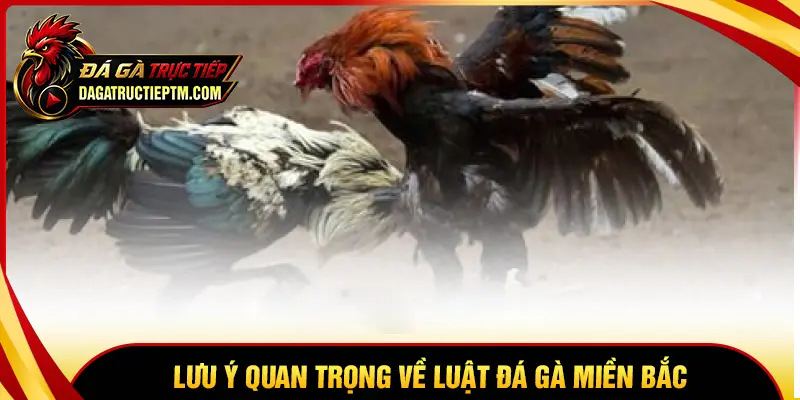 Lưu ý quan trọng trong luật đá gà miền Bắc hiện nay