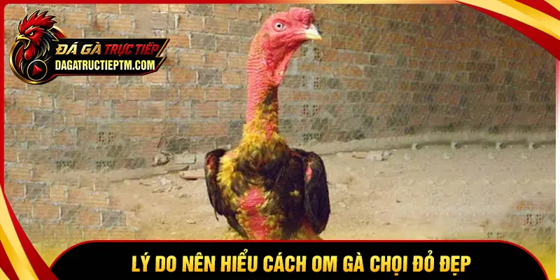 Lý do nên tìm hiểu cách om gà chọi đỏ đẹp
