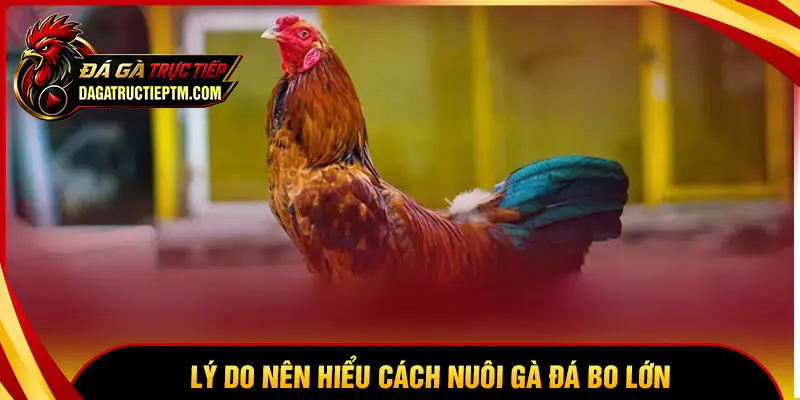 Lý do sư kê nên chú trọng cách nuôi gà đá bo lớn