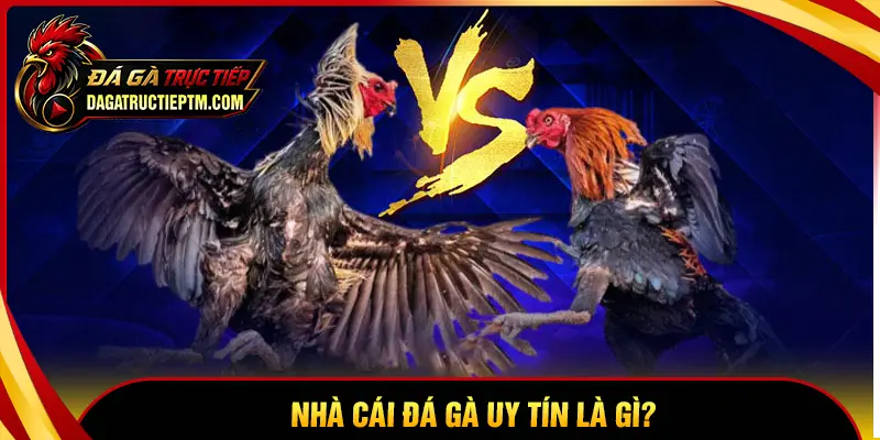 Nhà cái đá gà uy tín là gì?