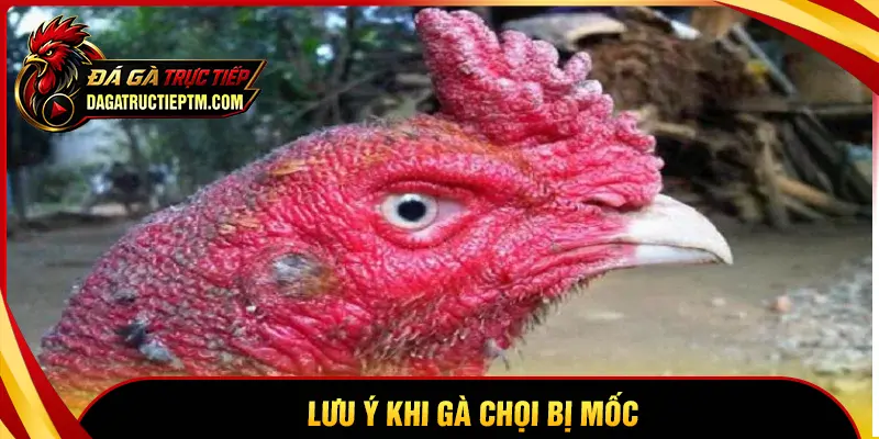 Những điều bạn nên lưu ý khi chăm gà chọi bị mốc