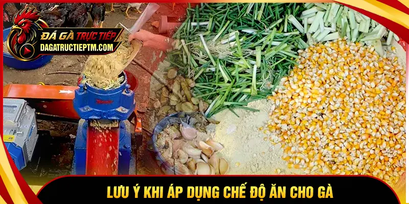 Những điều cần lưu ý khi áp dụng chế độ ăn cho gà đá