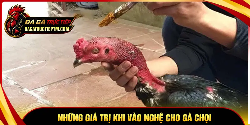 Những giá trị khi thực hiện vào nghệ cho gà chiến