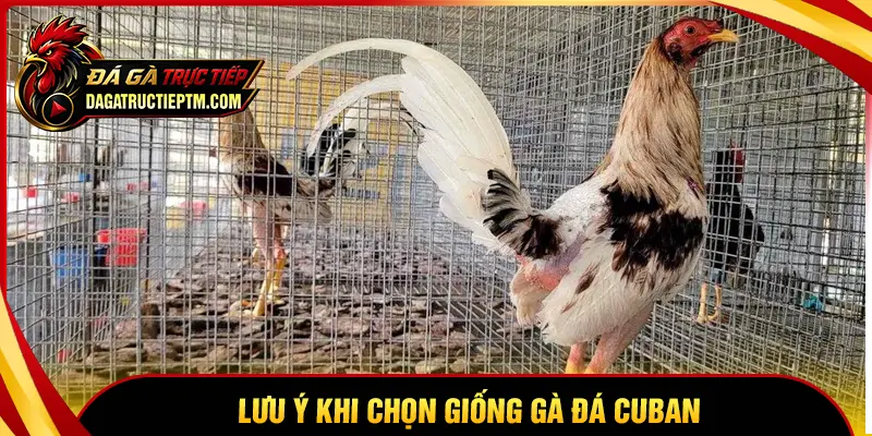 Những lưu ý khi chọn gà Cuban trong cá độ