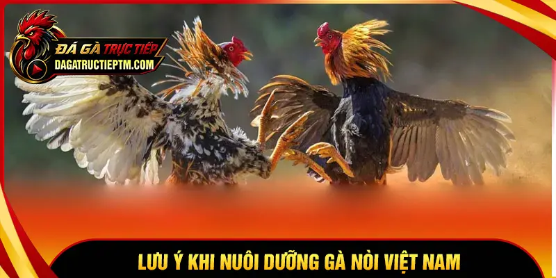 Những lưu ý khi nuôi dưỡng gà nòi Việt Nam