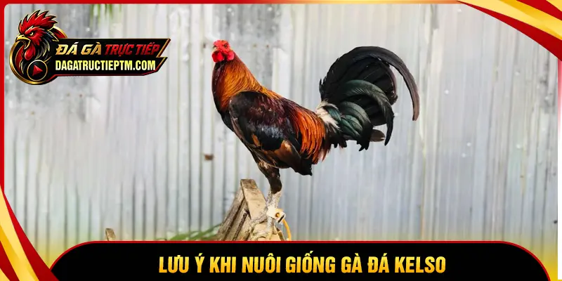Những lưu ý khi nuôi dưỡng và lai tạo gà Kelso