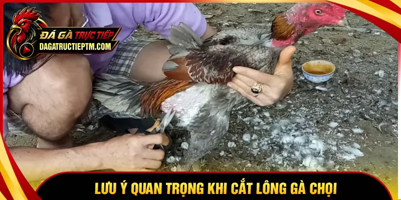 Những lưu ý quan trọng sau khi cắt lông