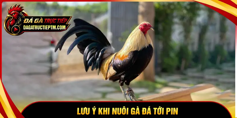 Những lưu ý thiết thực khi nuôi gà đá tới pin
