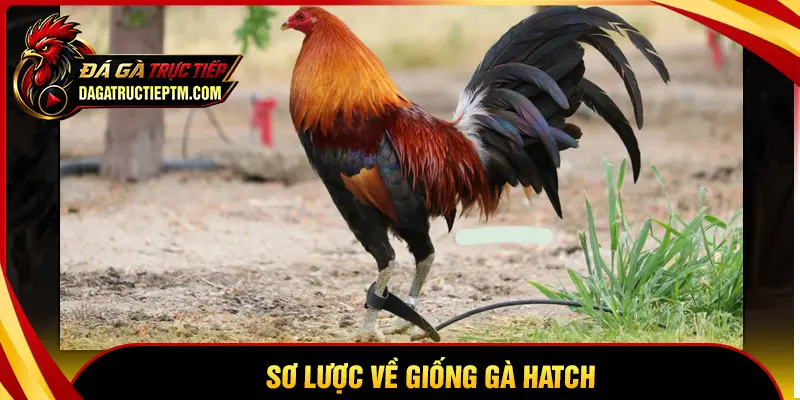 Sơ lược về nguồn gốc của dòng gà Hatch