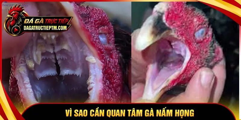 Tại sao cần chú ý đến tình trạng gà chọi bị nấm họng?