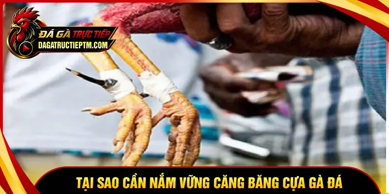 Tại sao cần nắm vững cách băng cựa gà đá?