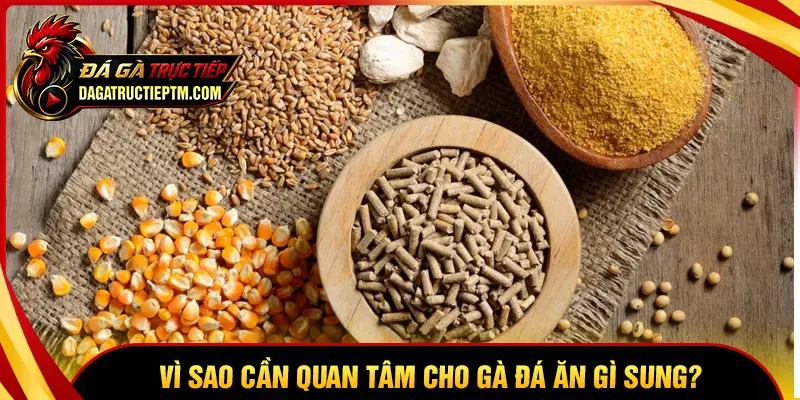 Tại sao cần quan tâm cho gà đá ăn gì để sung?