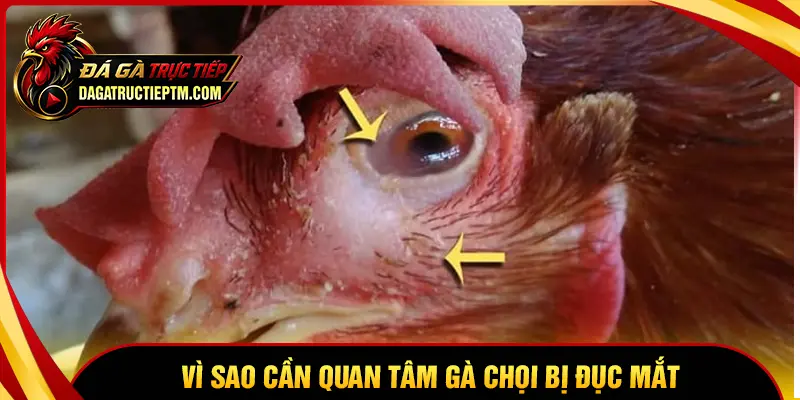 Tại sao cần quan tâm nếu gà chọi bị đục mắt?