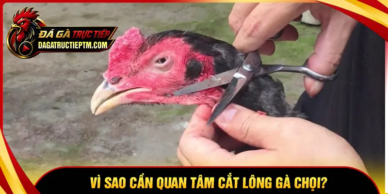 Tại sao cần thực hiện cắt lông gà chọi?