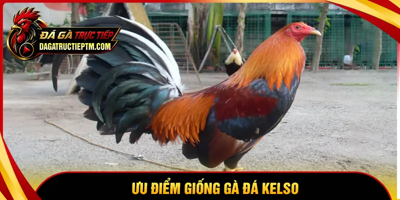 Tại sao gà Kelso lại được sư kê săn đón?