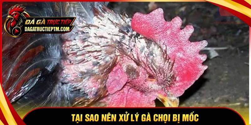 Tại sao nên xử lý sớm khi gà chọi bị mốc?