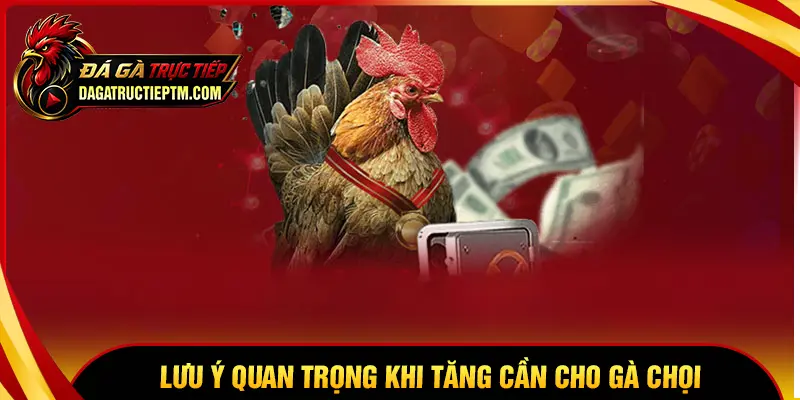 Tăng cân cho gà chọi và những lưu ý quan trọng