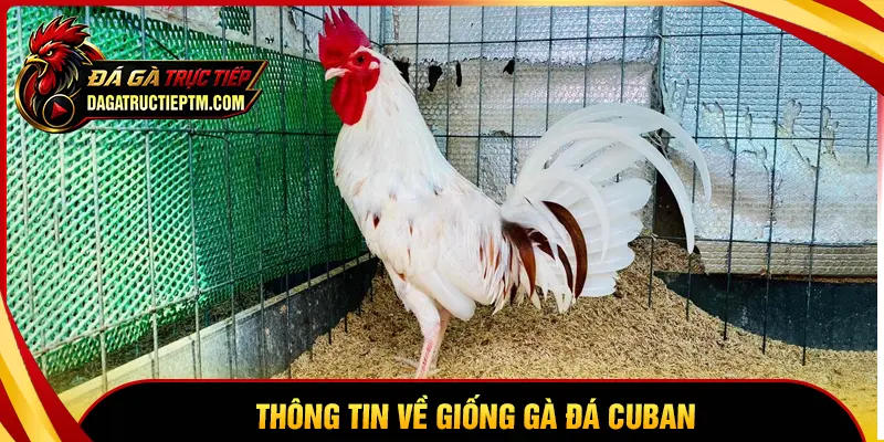 Thông tin về giống gà Cuban