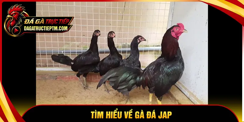 Tìm hiểu sơ lược về giống gà Jap