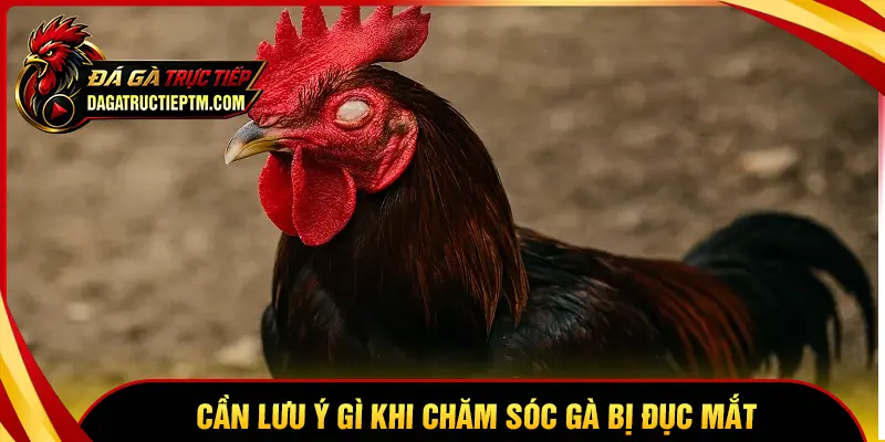 Vấn đề cần lưu ý khi chăm sóc gà chọi bị đục mắt