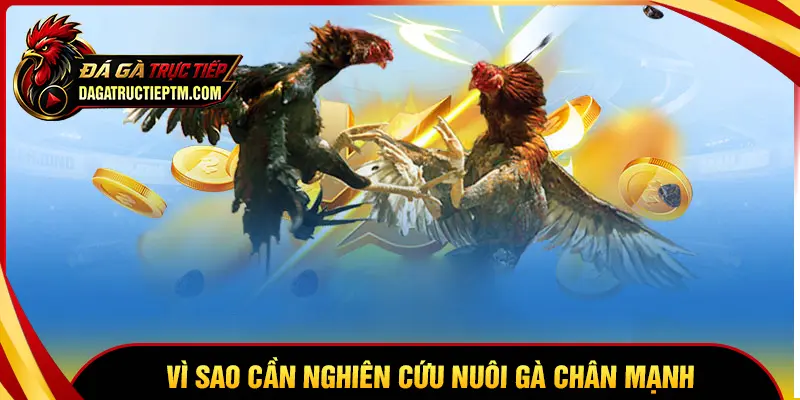 Vì sao cần áp dụng cách nuôi gà đá chân mạnh?