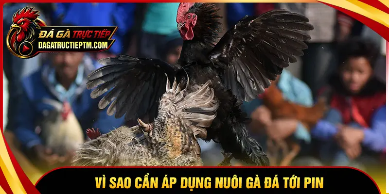 Vì sao cần áp dụng cách nuôi gà đá tới pin đúng chuẩn?