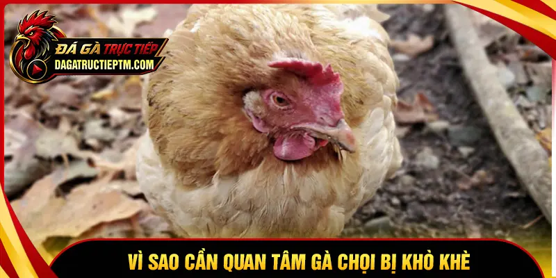 Vì sao cần quan tâm khi gà chọi bị khò khè?