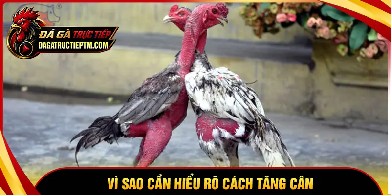 Vì sao cần tìm cách tăng cân cho gà chọi đúng phương pháp?