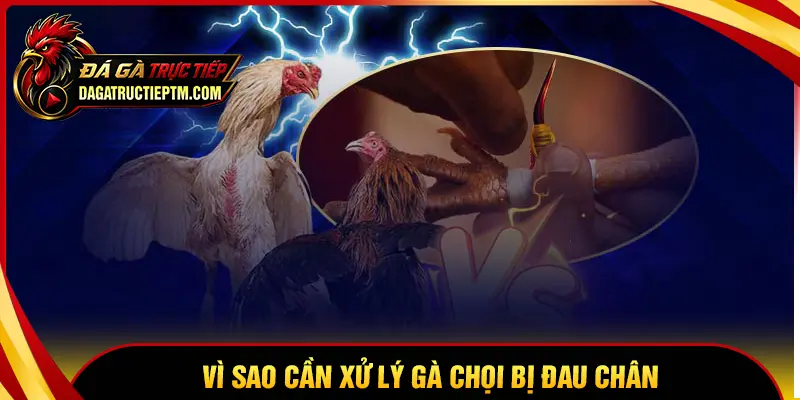 Vì sao cần xử lý sớm khi gà chọi bị đau chân?