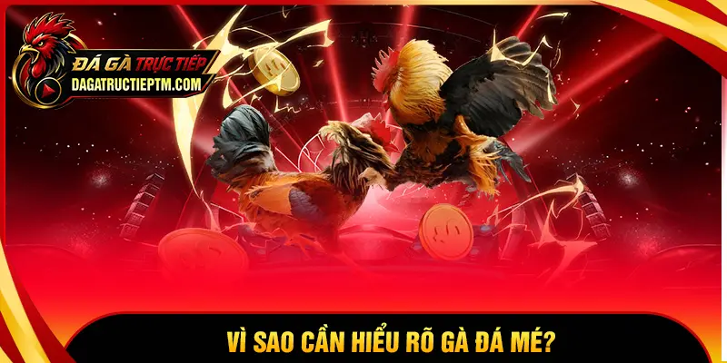 Vì sao người chơi nên tìm hiểu gà đá mé là gì?